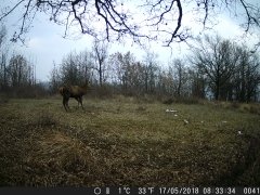 Natura e Fototrappolaggio - Albeza