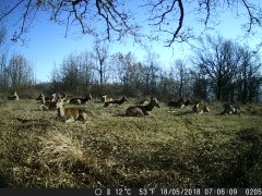 Natura e Fototrappolaggio - Albeza