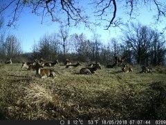 Natura e Fototrappolaggio - Albeza