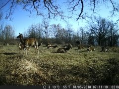 Natura e Fototrappolaggio - Albeza