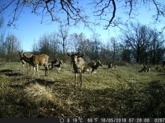 Natura e Fototrappolaggio - Albeza