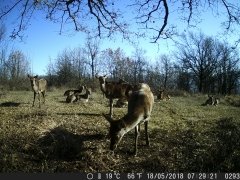 Natura e Fototrappolaggio - Albeza