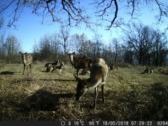 Natura e Fototrappolaggio - Albeza