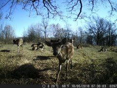 Natura e Fototrappolaggio - Albeza