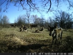 Natura e Fototrappolaggio - Albeza