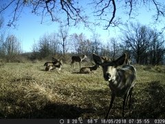 Natura e Fototrappolaggio - Albeza