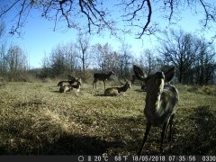 Natura e Fototrappolaggio - Albeza