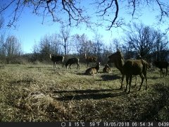 Natura e Fototrappolaggio - Albeza