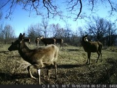 Natura e Fototrappolaggio - Albeza