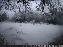 Natura e Fototrappolaggio - Albeza