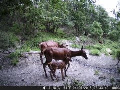 Natura e Fototrappolaggio - Albeza