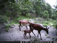 Natura e Fototrappolaggio - Albeza