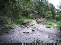 Natura e Fototrappolaggio - Albeza