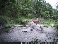 Natura e Fototrappolaggio - Albeza