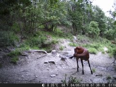 Natura e Fototrappolaggio - Albeza