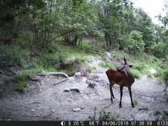 Natura e Fototrappolaggio - Albeza