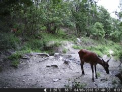 Natura e Fototrappolaggio - Albeza