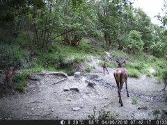 Natura e Fototrappolaggio - Albeza