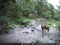 Natura e Fototrappolaggio - Albeza