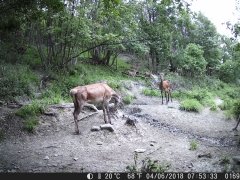 Natura e Fototrappolaggio - Albeza