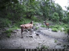 Natura e Fototrappolaggio - Albeza