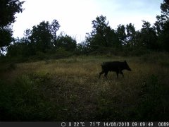 Natura e Fototrappolaggio - Albeza