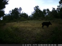 Natura e Fototrappolaggio - Albeza