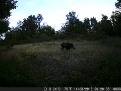 Natura e Fototrappolaggio - Albeza