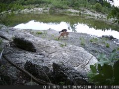 Natura e Fototrappolaggio - Albeza