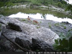 Natura e Fototrappolaggio - Albeza