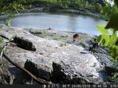 Natura e Fototrappolaggio - Albeza