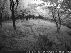 Natura e Fototrappolaggio - Albeza