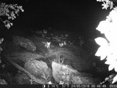 Natura e Fototrappolaggio - Albeza