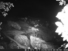 Natura e Fototrappolaggio - Albeza