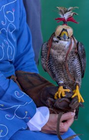 Palio del Ticino Falconeria