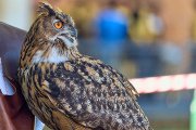 Palio del Ticino Falconeria