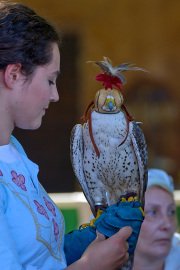 Palio del Ticino Falconeria
