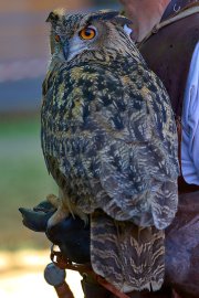 Palio del Ticino Falconeria