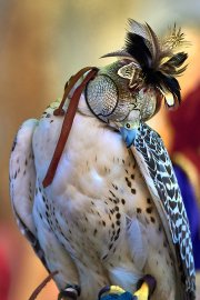 Palio del Ticino Falconeria