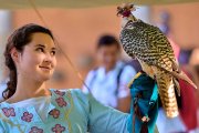 Palio del Ticino Falconeria