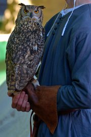 Palio del Ticino Falconeria