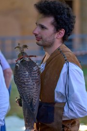 Palio del Ticino Falconeria
