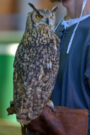 Palio del Ticino Falconeria
