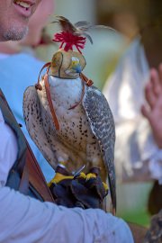 Palio del Ticino Falconeria