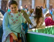 Palio del Ticino Falconeria