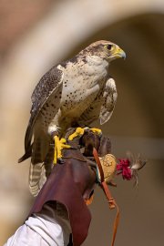 Palio del Ticino Falconeria