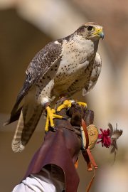 Palio del Ticino Falconeria