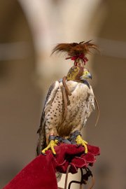 Palio del Ticino Falconeria