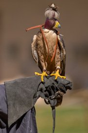 Palio del Ticino Falconeria