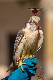 Palio del Ticino Falconeria